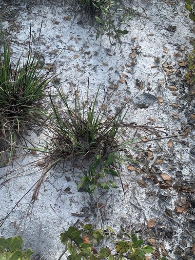 Sisyrinchium xerophyllum, photographed by Claire Herzog