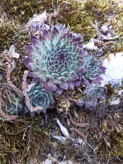 Sempervivum vicentei, photographed by Javier Sánchez Álvarez
