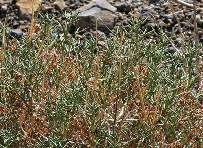 Azorella prolifera, photographed by Hugo Hulsberg