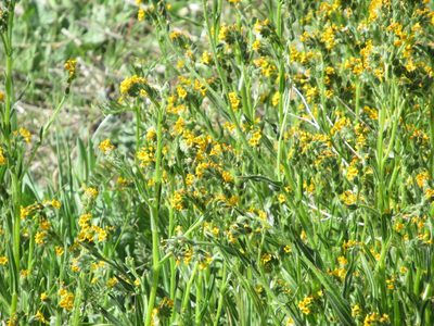 Amsinckia menziesii, photographed by Dorothy Johnson