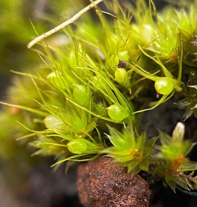 Pleuridium subulatum, photographed by Zihao Wang