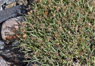Azorella prolifera, photographed by Hugo Hulsberg
