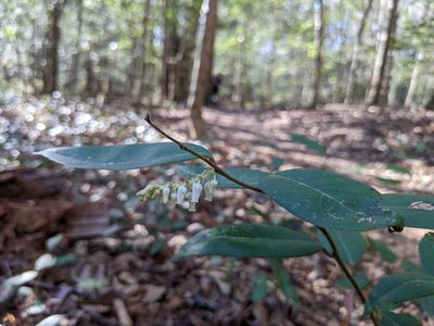 Leucothoe axillaris, photographed by Adrienne van den Beemt