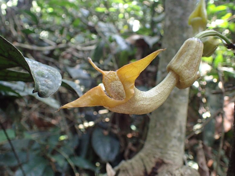 Aristolochia triactina, photographed by Mahomed Desai