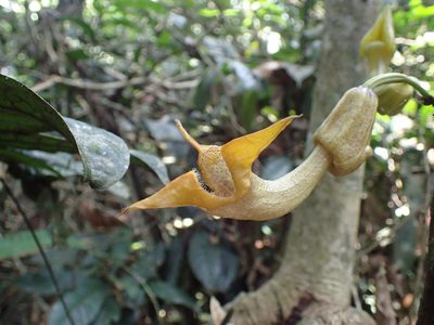 Aristolochia triactina, photographed by Mahomed Desai