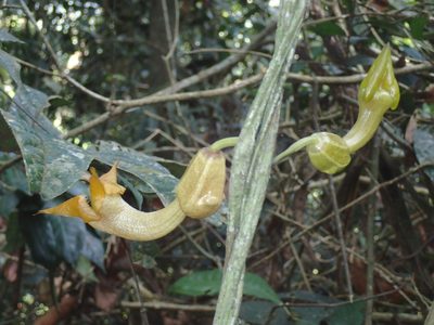 Aristolochia triactina, photographed by Mahomed Desai