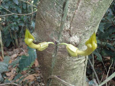 Aristolochia triactina, photographed by Mahomed Desai