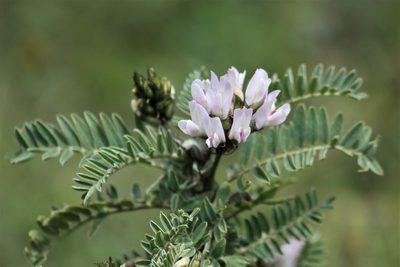 Astragalus garbancillo, photographed by capacoscar