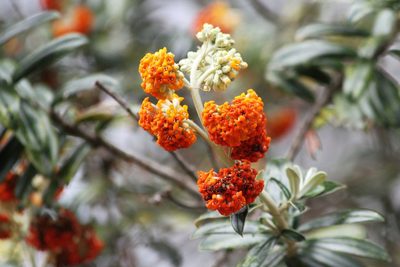 Buddleja coriacea, photographed by capacoscar