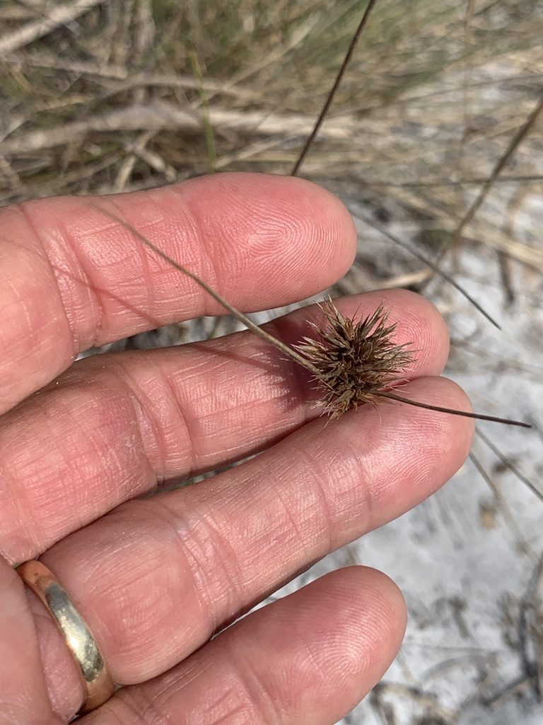 Rhynchospora megaplumosa, photographed by Claire Herzog