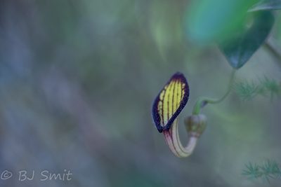 Aristolochia sempervirens, photographed by BJ Smit
