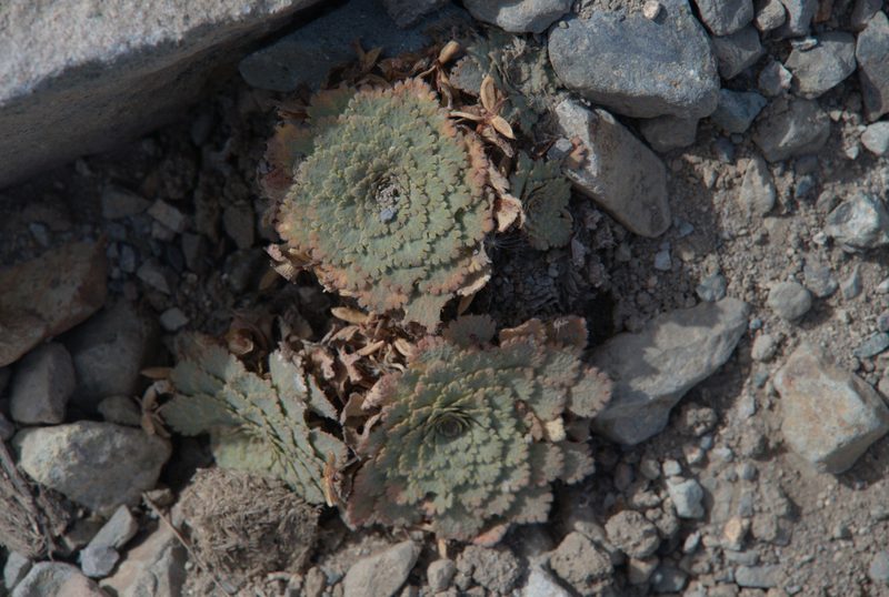 Viola congesta, photographed by Bruno Avilez
