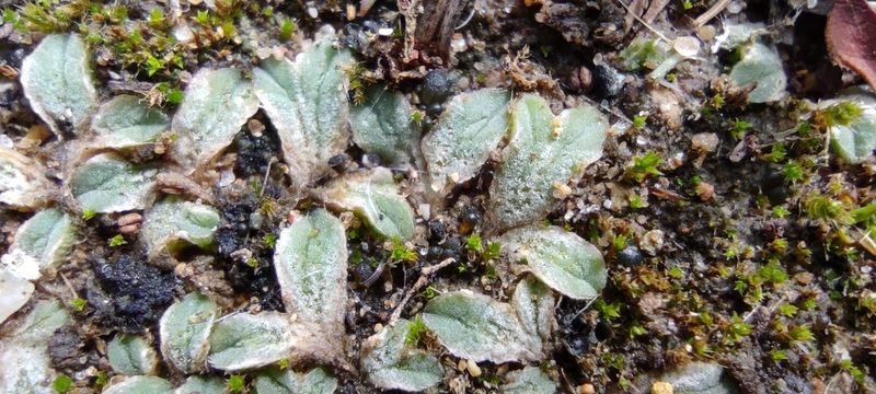Riccia lamellosa, photographed by Santiago Martín-Bravo