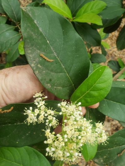 Viburnum odoratissimum, photographed by Mark Richman