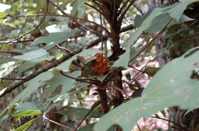Oreopanax peltatus, photographed by Neptalí Ramírez Marcial