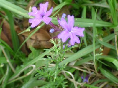 Verbena tenera, photographed by kcthetc1