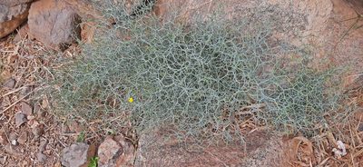 Launaea arborescens, photographed by Christoph Moning