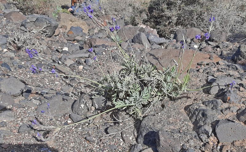 Lavandula pinnata, photographed by Christoph Moning