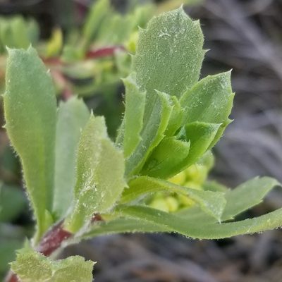 Isocoma menziesii, photographed by James C. Davis