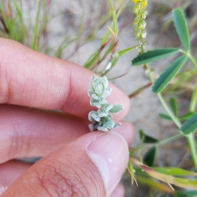 Extriplex californica, photographed by James C. Davis