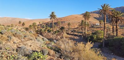Phoenix canariensis, photographed by Christoph Moning
