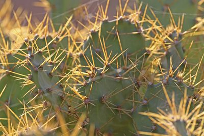 Opuntia stricta, photographed by Christoph Moning