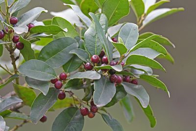 Ilex canariensis, photographed by Christoph Moning