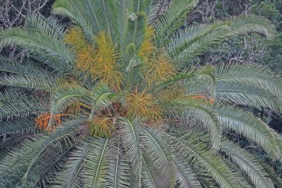Phoenix canariensis, photographed by Christoph Moning