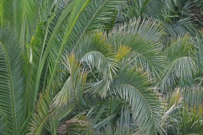 Phoenix canariensis, photographed by Christoph Moning