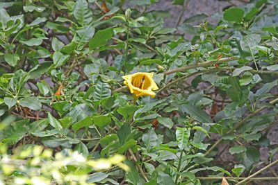 Solandra maxima, photographed by Christoph Moning