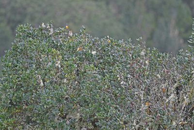 Ilex canariensis, photographed by Christoph Moning