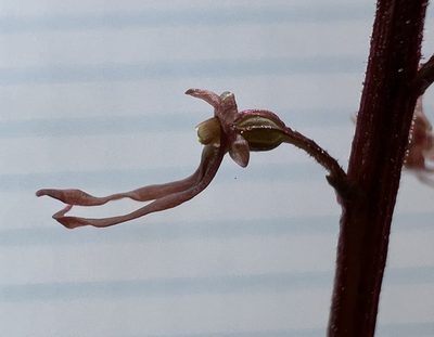 Neottia bifolia, photographed by Anne Parker