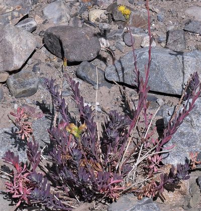 Senecio covasii, photographed by Hugo Hulsberg