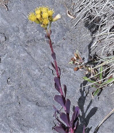 Senecio covasii, photographed by Hugo Hulsberg