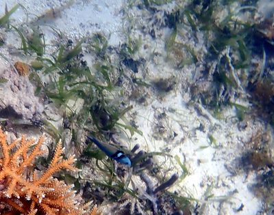 Syringodium filiforme, photographed by Natalie Waddell-Rutter