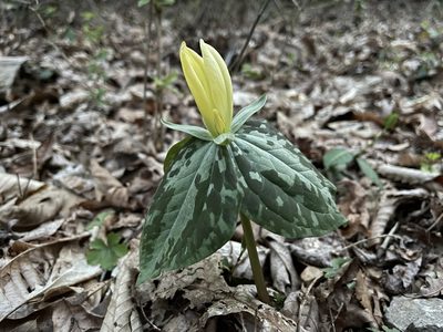Trillium luteum, photographed by Sawyer Baran
