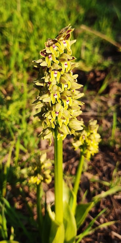 Orchis galilaea, photographed by juliusp
