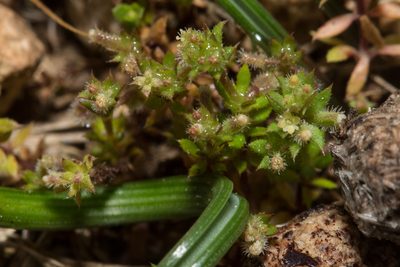 Galium murale, photographed by Tim Johnson