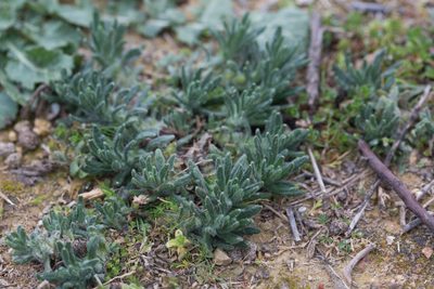 Ajuga iva, photographed by Tim Johnson