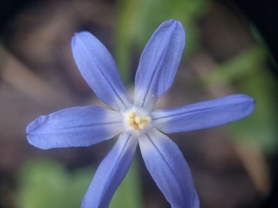 Scilla forbesii, photographed by Michel Langeveld