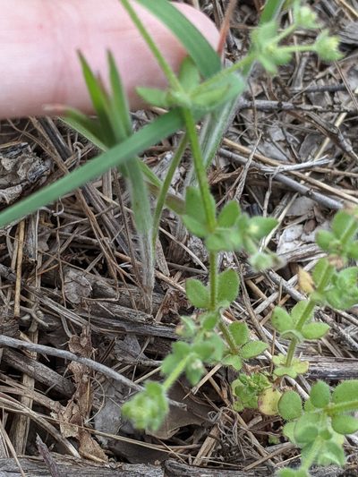 Galium texense, photographed by Alison Northup