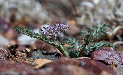 Lomatium nevadense, photographed by Andrew Tree