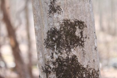 Frullania eboracensis, photographed by Violet T.