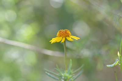 Sidneya tenuifolia, photographed by Center for Urban Ecology