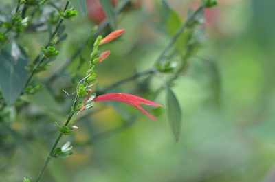 Dicliptera sexangularis, photographed by Center for Urban Ecology