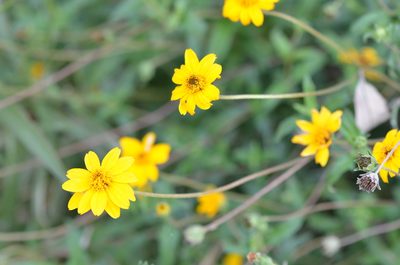 Wedelia hispida, photographed by Center for Urban Ecology