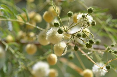 Senegalia berlandieri, photographed by Center for Urban Ecology