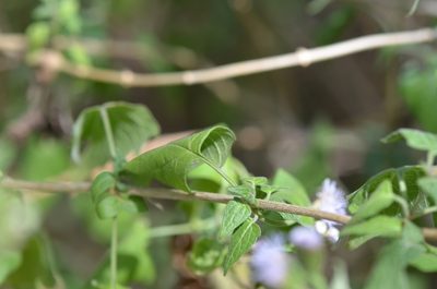 Tamaulipa azurea, photographed by Center for Urban Ecology