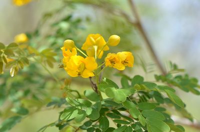 Erythrostemon mexicanus, photographed by Center for Urban Ecology