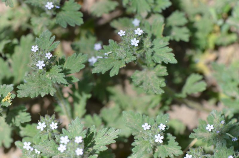 Verbena quadrangulata, photographed by Center for Urban Ecology